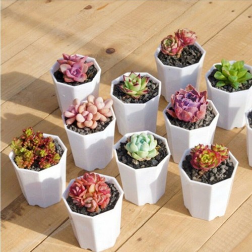 10pac pots fleurs - 10pac, de
